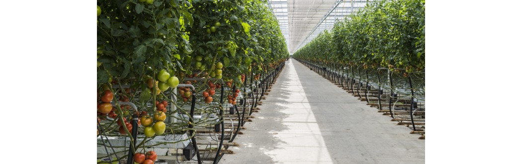 PLANT PROTECTION PRODUCTS PLANT PROTECTION PRODUCTS