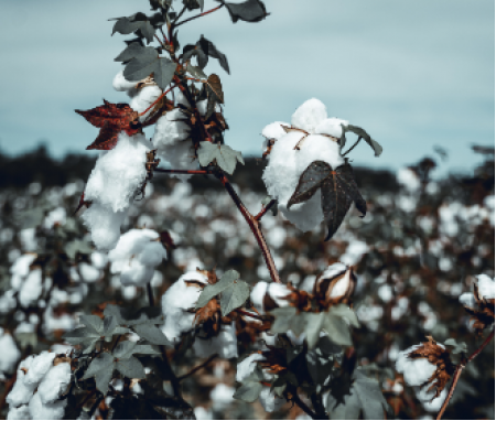 Cotton Farming